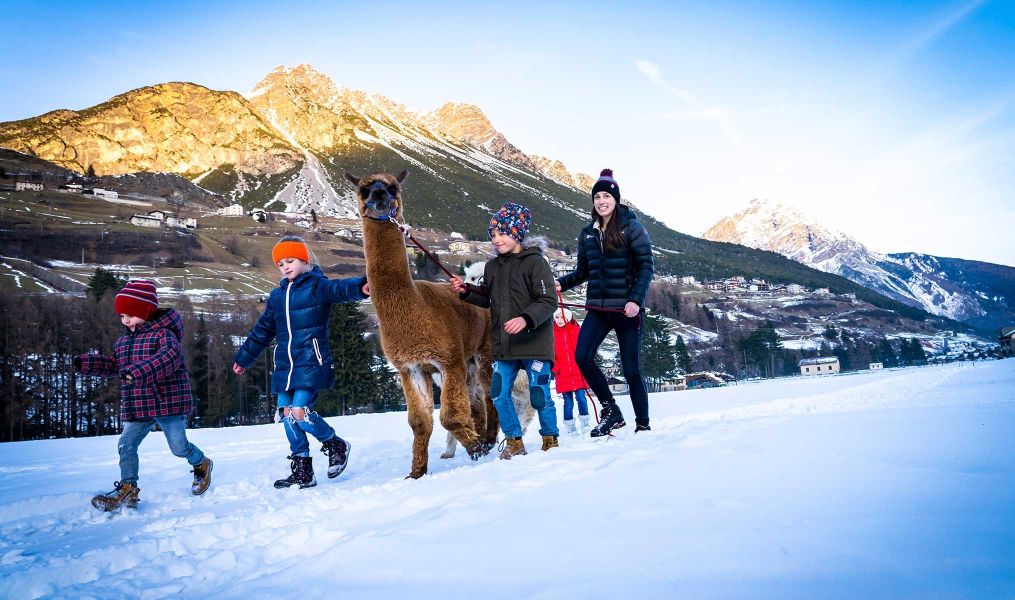 Alpaca & lama winter experience - Nira Mountain Resort