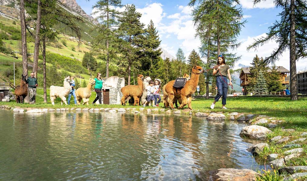 Alpaca's farm