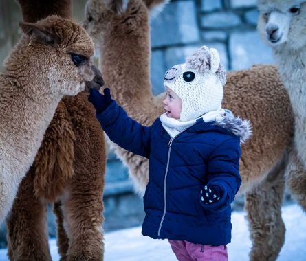 Nira Alpaca’s Farm in Valdidentro