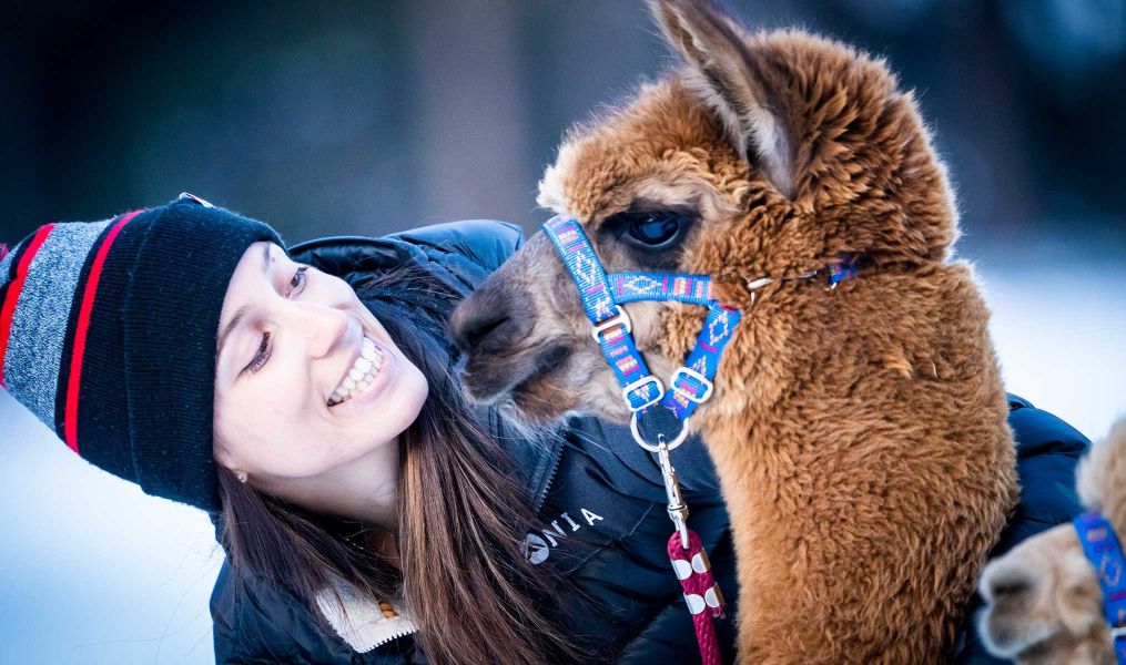 Nira Alpaca’s Farm in Valdidentro