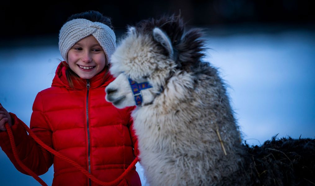 Nira Alpaca’s Farm in Valdidentro