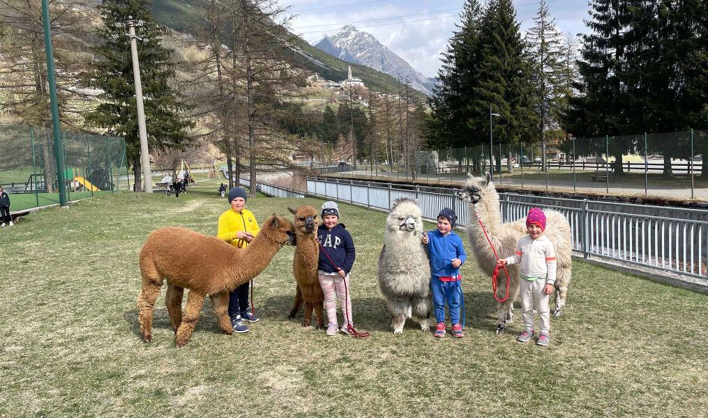 Attività con alpaca e lama a Valdidentro | Nira Mountain Resort