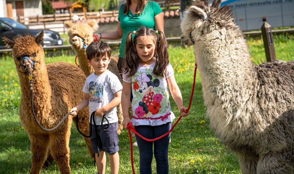 Alpaca's farm