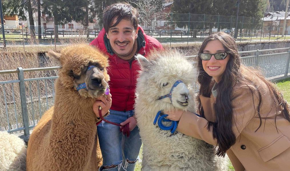 Attività con alpaca e lama a Valdidentro | Nira Mountain Resort