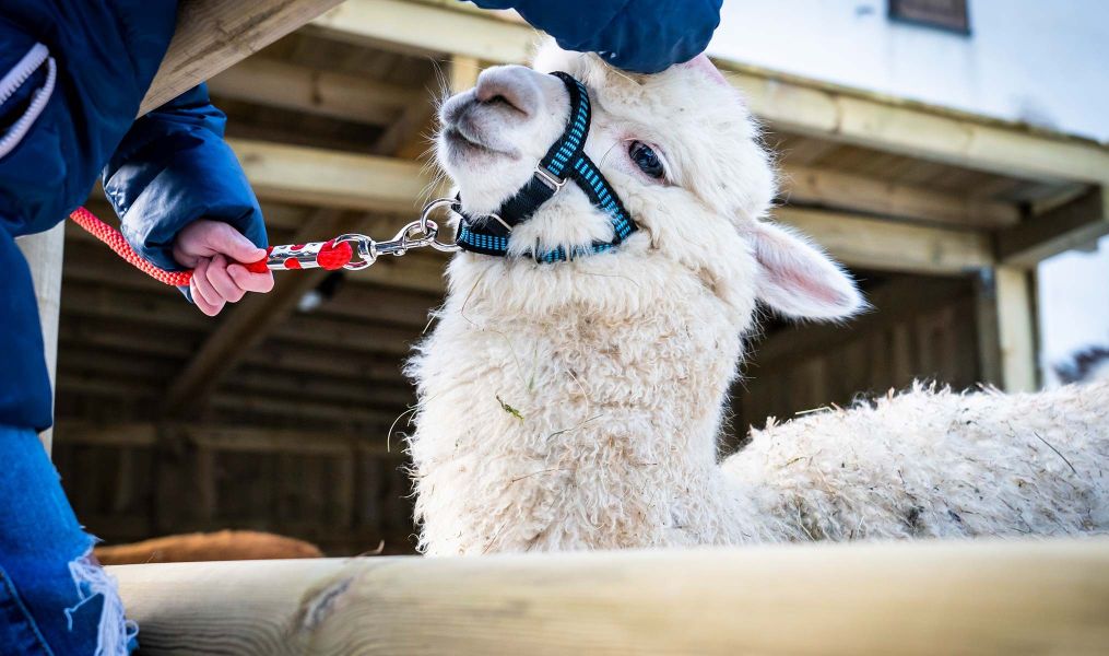 Alpaca's farm