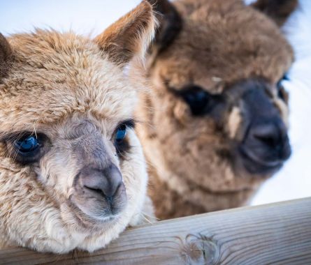 Primavera in Valtellina