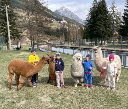 Attività con alpaca e lama a Valdidentro | Nira Mountain Resort