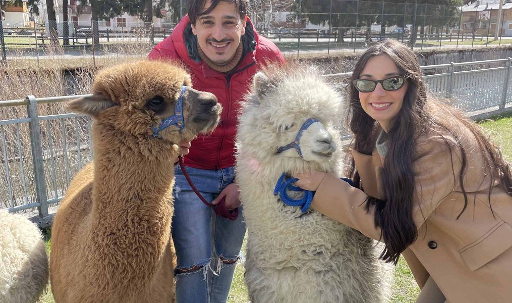 Passeggiate con alpaca e lama - Alta Valtellina