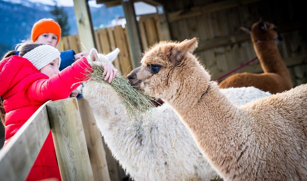 Alpaca's farm