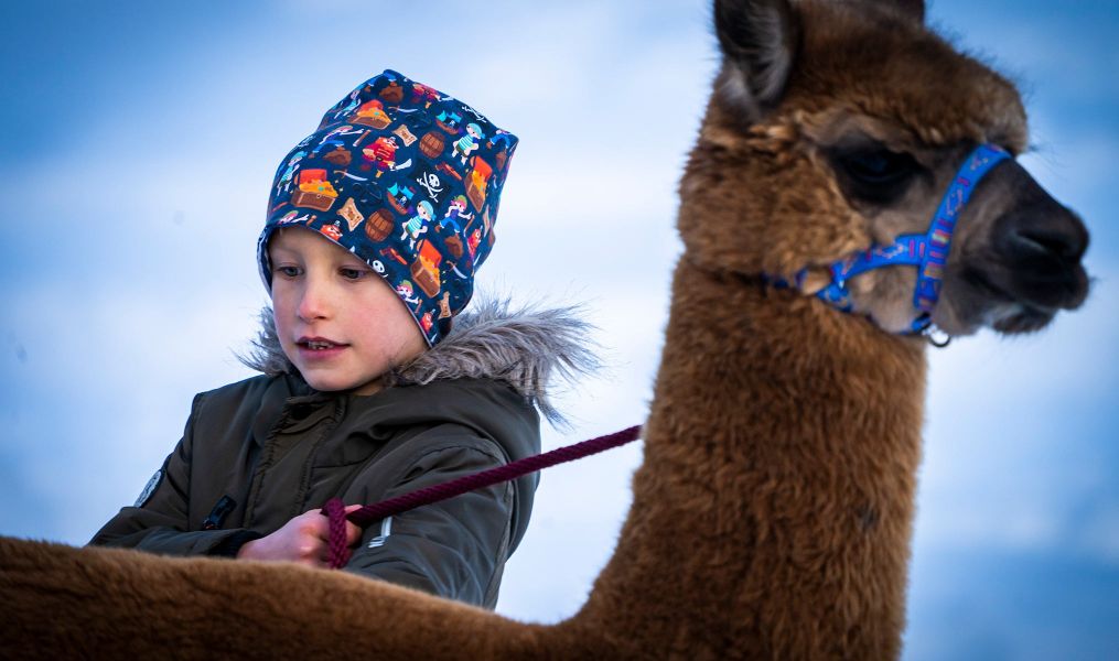 Nira Alpaca’s Farm in Valdidentro