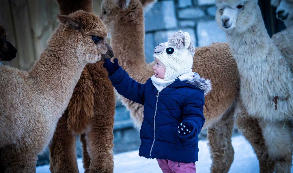 Nira Alpaca’s Farm in Valdidentro