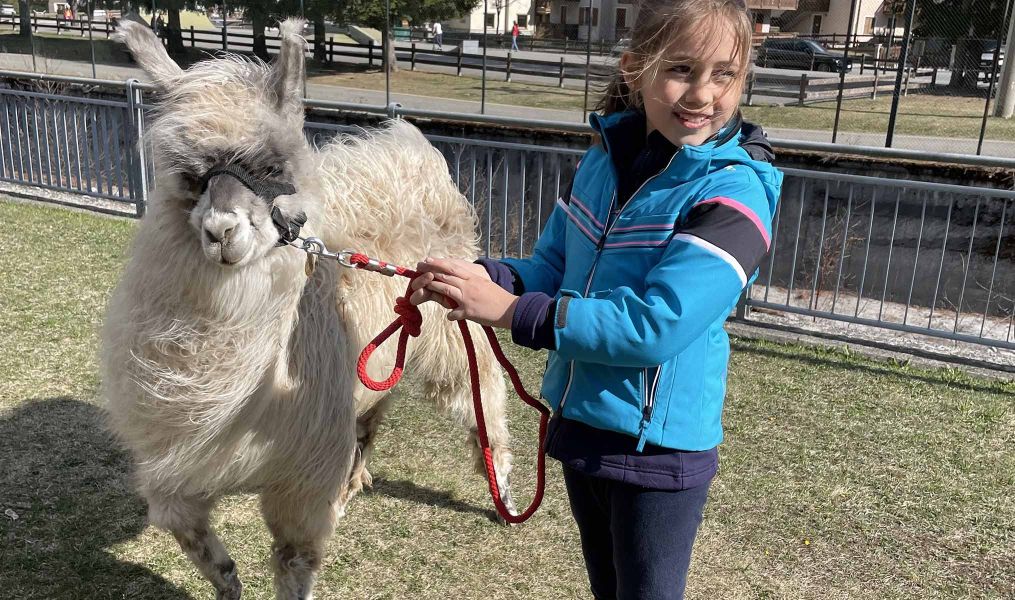 Trekking con alpaca Parco Nazionale dello Stelvio