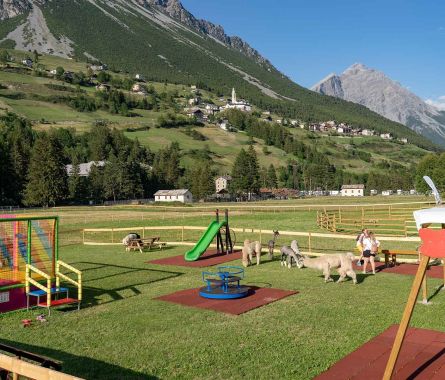 Play & Alpaca at Nira Mountain Resort