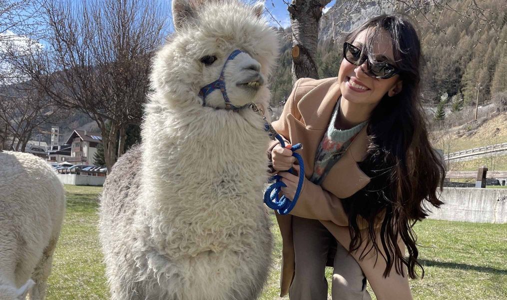 Alpaca's farm