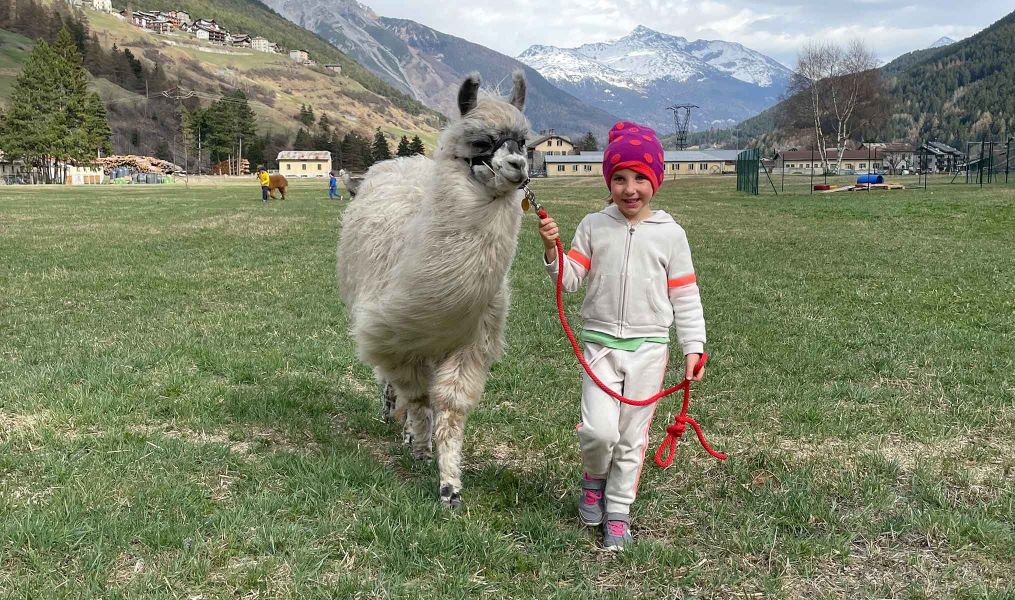 Attività con alpaca e lama a Valdidentro | Nira Mountain Resort