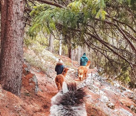 Autunno in Valtellina